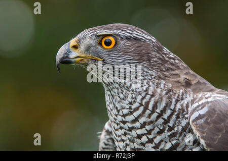 Habicht (Accipiter Gentilis) Stockfoto