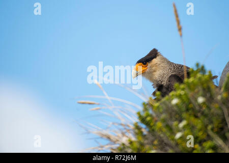 Karkasse Island, Falkland Inseln, Großbritannien, Crested (karakara Karakara, plancus) Stockfoto