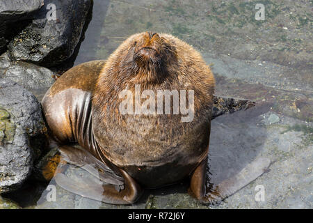 Seelöwen Island, Falkland Inseln, Großbritannien, Südamerikanische Seelöwe, männlich, (Otaria flavescens) Stockfoto