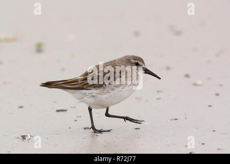 Pebble Island, Falkland Inseln, Großbritannien, White-rumped Sandpiper (Calidris fuscicollis) Stockfoto