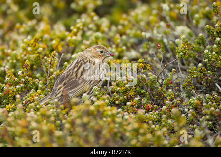 Karkasse Island, Falkland Inseln, Großbritannien, Weiß - gezügelte Finch, weiblich, (Melanodera melanodera) Stockfoto