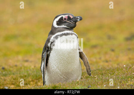 Karkasse Island, Falkland Inseln, Großbritannien, Magellanic Penguin, Spheniscus Magellanicus) Stockfoto
