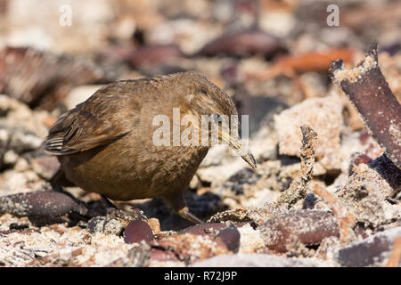 Seelöwen Island, Falkland Inseln, Großbritannien, schwärzlich cinclodes, (Cinclodes antarcticus) Stockfoto