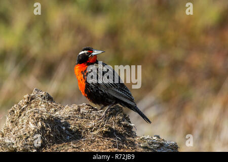 Karkasse Island, Falkland Inseln, Großbritannien, Long-tailed Meadowlark (Sturnella loyca) Stockfoto