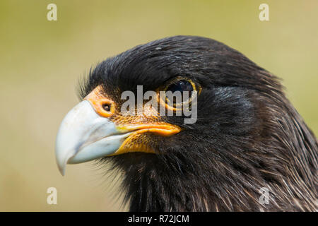 Seelöwen Island, Falkland Inseln, Großbritannien, Südlicher Karakara, (Phalcoboenus australis) Stockfoto