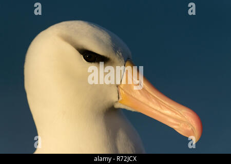 Saunders Island, Falkland Inseln, Großbritannien, Südamerika, Schwarz der tiefsten Albatross, (Thalassarche melanophris) Stockfoto