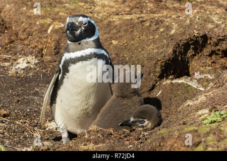 Freiwillige Punkt, Falkland Inseln, Großbritannien, Magellanic penguin mit Küken, (Spheniscus Magellanicus) Stockfoto