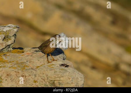 Saunders Island, Falkland Inseln, Großbritannien, Austral Thrush (Turdus falcklandii) Stockfoto