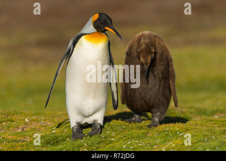 Freiwillige Punkt, Falkland Inseln, Großbritannien, South King penguin mit Küken, (Aptenodytes patagonicus) Stockfoto