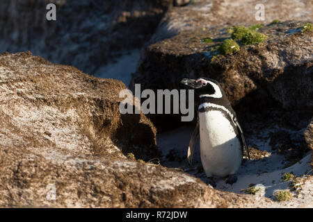 Freiwillige Punkt, Falkland Inseln, Großbritannien, Magellanic Penguin, Spheniscus Magellanicus) Stockfoto