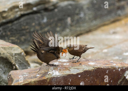 Seelöwen Island, Falkland Inseln, Großbritannien, schwärzlich cinclodes, (Cinclodes antarcticus) Stockfoto