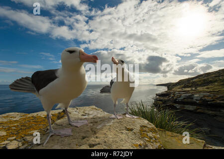 Saunders Island, Falkland Inseln, Großbritannien, Südamerika, Schwarz der tiefsten Albatross, Paar, (Thalassarche melanophris) Stockfoto