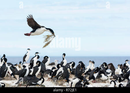 Seelöwen Island, Falkland Inseln, Großbritannien, König Kormoran (Phalacrocorax albiventer) Stockfoto