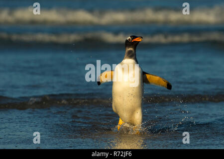 Freiwillige Punkt, Falkland Inseln, Großbritannien, Südamerika, Gentoo Pinguin, (Pygoscelis papua) Stockfoto