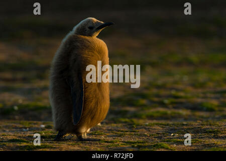 Freiwillige Punkt, Falkland Inseln, Großbritannien, Südafrika Königspinguin, Kichererbsen, (Aptenodytes patagonicus) Stockfoto