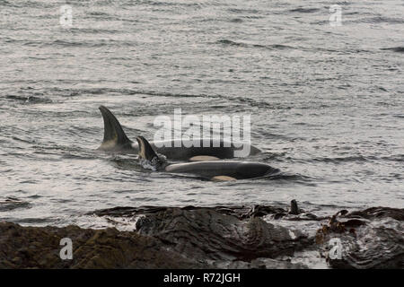 Seelöwen Island, Falkland Inseln, Großbritannien, Killer Whale, Wale, (Orcinus orca) Stockfoto