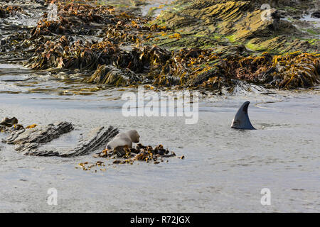 Seelöwen Island, Falkland Inseln, Großbritannien, Killer Whale, Jagd Seelöwen, (Orcinus orca) Stockfoto