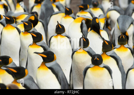 Freiwillige Punkt, Falkland Inseln, Großbritannien, Südafrika Königspinguin, Kolonie, (Aptenodytes patagonicus) Stockfoto