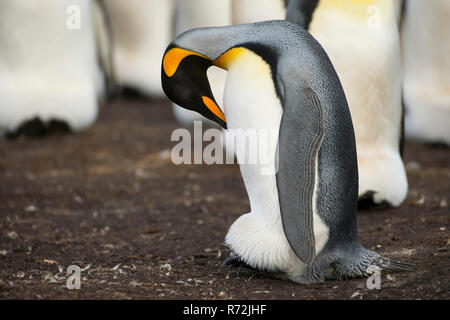 Freiwillige Punkt, Falkland Inseln, Großbritannien, Südafrika Königspinguin, Kolonie, (Aptenodytes patagonicus) Stockfoto