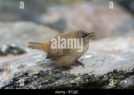 Karkasse Island, Falkland Inseln, Großbritannien, wren Cobb's, Junge, (Troglodytes cobbi) Stockfoto