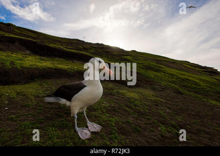 Saunders Island, Falkland Inseln, Großbritannien, Südamerika, Schwarz der tiefsten Albatross, (Thalassarche melanophris) Stockfoto