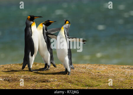 Freiwillige Punkt, Falkland Inseln, Großbritannien, Südafrika Königspinguin (Aptenodytes patagonicus) Stockfoto