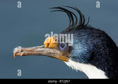 Seelöwen Island, Falkland Inseln, Großbritannien, König Kormoran (Phalacrocorax albiventer) Stockfoto