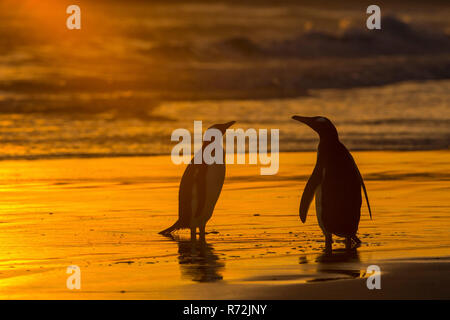 Freiwillige Punkt, Falkland Inseln, Großbritannien, Südamerika, Eselspinguine (Pygoscelis papua) Stockfoto