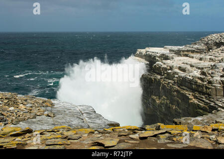 Seelöwen Island, Falkland Inseln, Großbritannien Stockfoto