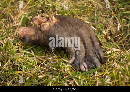 Rosenheim, Bayern, Deutschland, Europa, europäische Biber, Wilderei, getötet, Hinterbein, abgeschnitten, (Castor Fiber) Stockfoto