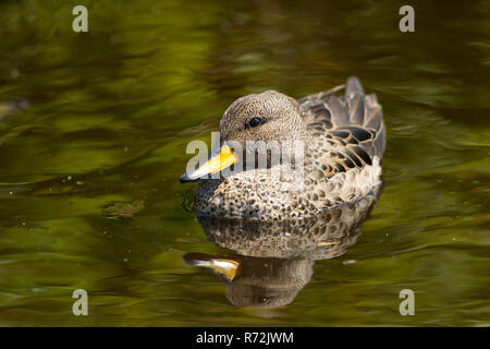 Seelöwen Island, Falkland Inseln, Großbritannien, Yellow-billed Teal, (Anas flavirostris) Stockfoto