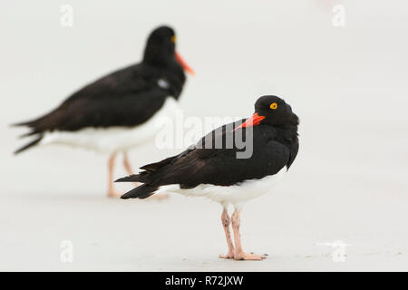 Pebble Island, Falkland Inseln, Großbritannien, magellansche Austernfischer (Haematopus leucopodus) Stockfoto