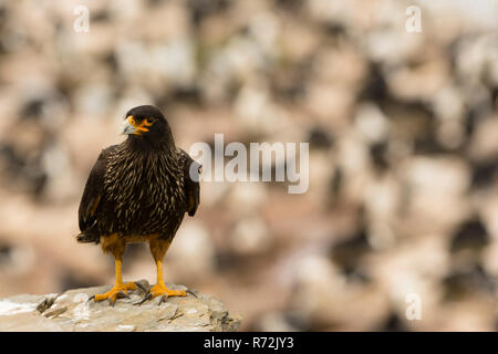 Seelöwen Island, Falkland Inseln, Großbritannien, Südlicher Karakara, (Phalcoboenus australis) Stockfoto