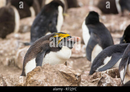 Saunders Island, Falkland Inseln, Großbritannien, Makkaroni Pinguin, (Eudyptes chrysolophus) Stockfoto
