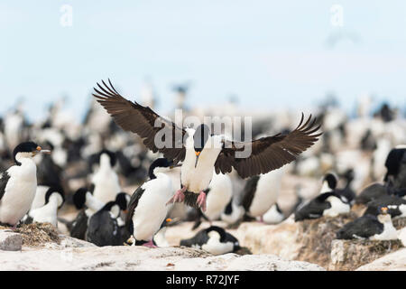 Seelöwen Island, Falkland Inseln, Großbritannien, König Kormoran (Phalacrocorax albiventer) Stockfoto