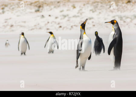 Freiwillige Punkt, Falkland Inseln, Großbritannien, Südafrika Königspinguin (Aptenodytes patagonicus) Stockfoto