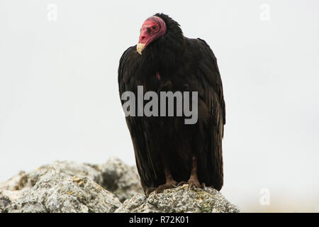 Saunders Island, Falkland Inseln, Großbritannien, Truthahngeier (Cathartes Aura) Stockfoto