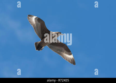 Seelöwen Island, Falkland Inseln, Großbritannien, subantarktischen Skua, (Eulen antarcticus) Stockfoto