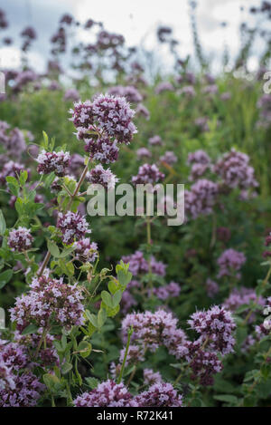 Origano, Baden-Wuerttemberg, Deutschland, (Origanum vulgare) Stockfoto