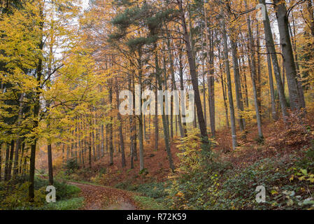 Schwäbisch-fränkischen Wald, Schwaebisch Hall, Hohenlohe, Baden-Württemberg, Heilbronn-franken, Deutschland Stockfoto