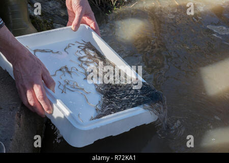 Glasaal, Glasaale, Jagsttal, doerzbach, Hohenlohe, Baden-Württemberg, Heilbronn-franken, Deutschland, (Anguilla anguilla). Stockfoto