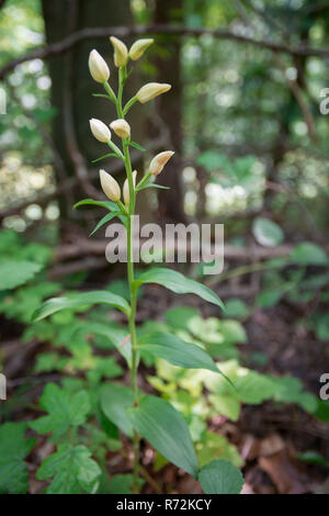 Weiße Waldvögelein, Hohenlohe, Baden-Württemberg, Heilbronn-franken, Deutschland, (Cephalanthera damasonium) Stockfoto