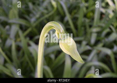 Blume noch geschlossen typische Blume bog Stockfoto