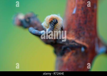 Willow beauty Motte, Caterpillar, Deutschland (Peribatodes rhomboidaria) Stockfoto