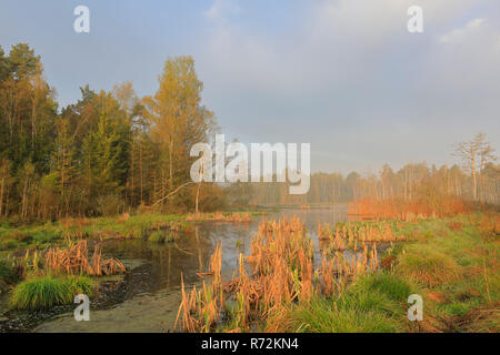 Moor See, Grosser116, Pfrunger-Burgweiler Ried, Baden-Württemberg, Deutschland (Betulaceae, Betula) (Cyperaceae, carex) Stockfoto