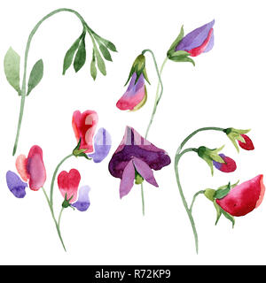 Red Sweet pea Blumen. Aquarell Bild auf weißem Hintergrund. Isolierte Sweet pea Abbildung Element. Stockfoto