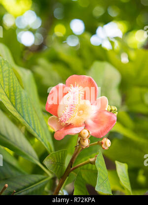 Cannonball Blume oder Sal Blumen (Couroupita guianensis) am Baum Stockfoto