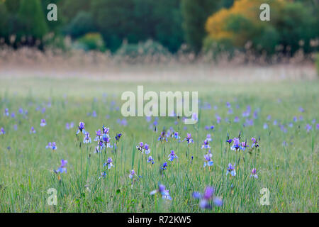 Sibirien Flagge, Eriskircher Ried, Bodensee, Frühling, Deutschland (Iris pumila) Stockfoto