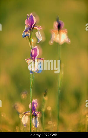 Sibirien Flagge, Eriskircher Ried, Bodensee, Frühling, Deutschland (Iris pumila) Stockfoto