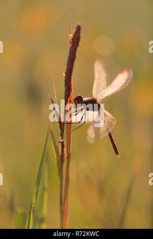 Braun Hawker, Eriskircher Ried, Bodensee, Deutschland (Aeshna grandis) Stockfoto